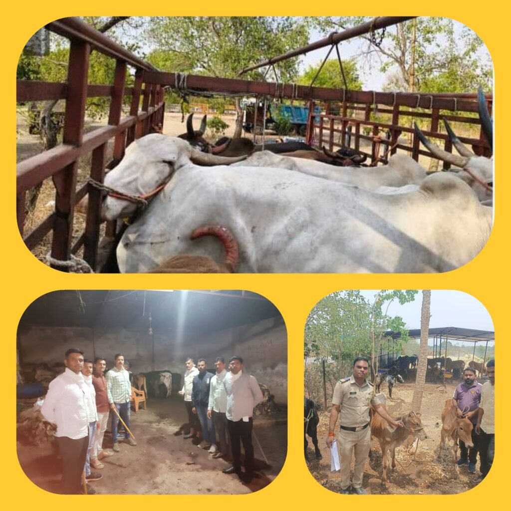 बकरी ईदपूर्वी ग्रामीण पोलिसांची मोठी कारवाई! १२ गुन्हे दाखल • १८ आरोपींवर कारवाई • तब्बल ३८ लाखांचा मुद्देमाल जप्त