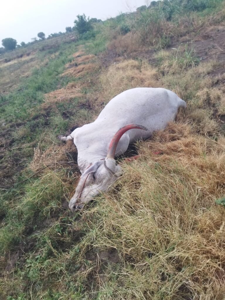 देवळी परिसरात वीज कोसळून खिल्लार बैल ठार; शेतकऱ्यावर दुहेरी संकट